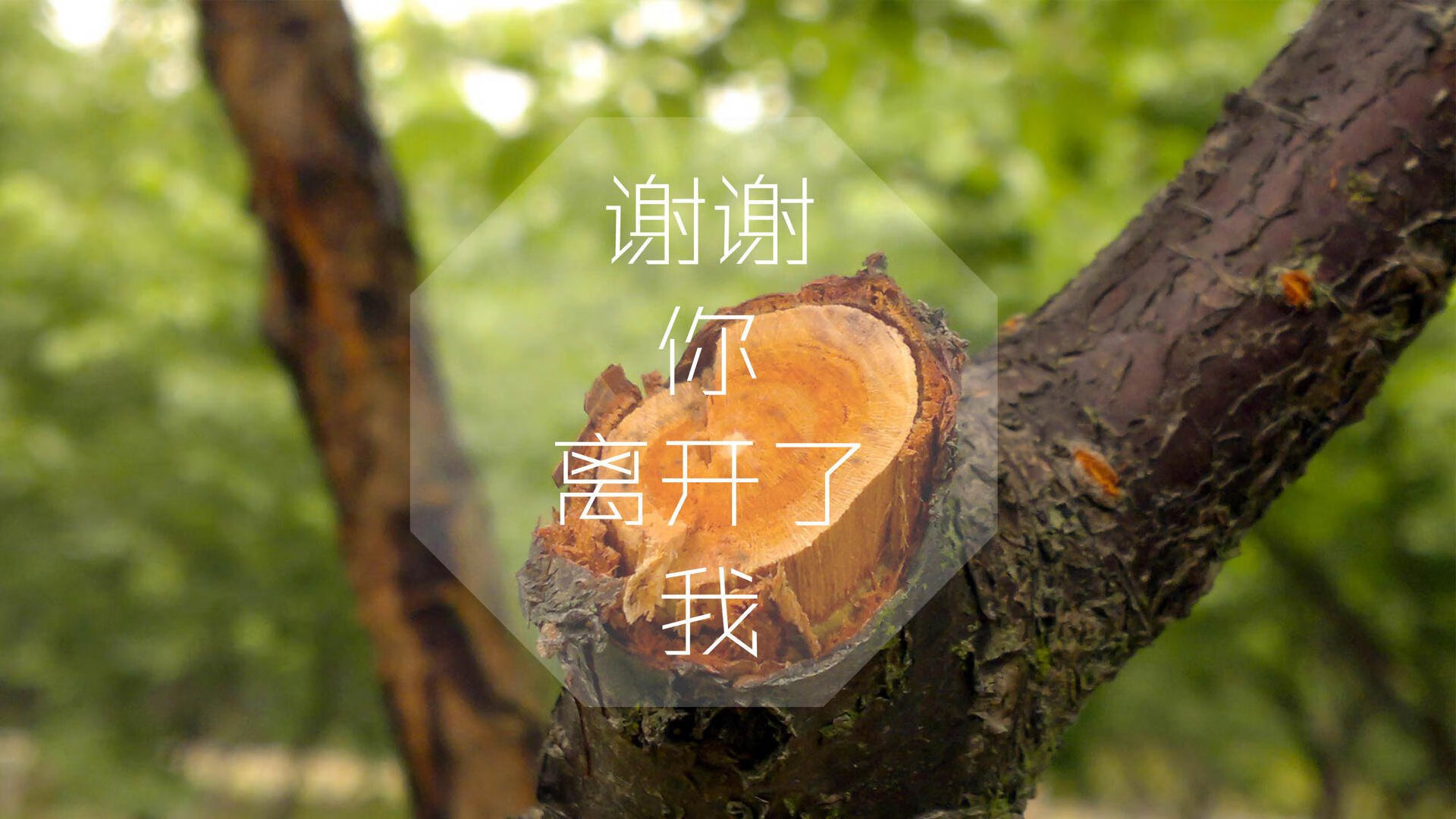伊朗队在巴黎奥运会比赛中展现出高效的快攻配合，伊朗 奥运