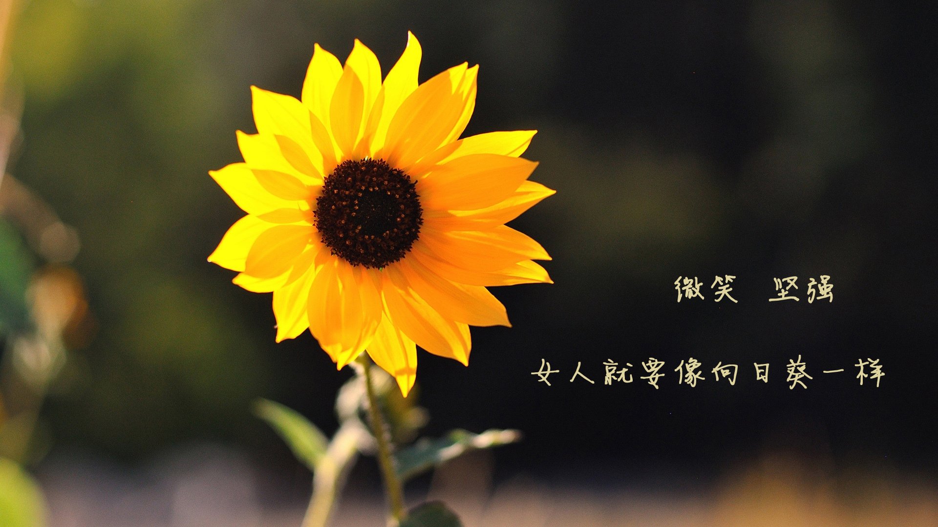 转播权争夺是否影响观赛体验，转播赛事可以收费吗