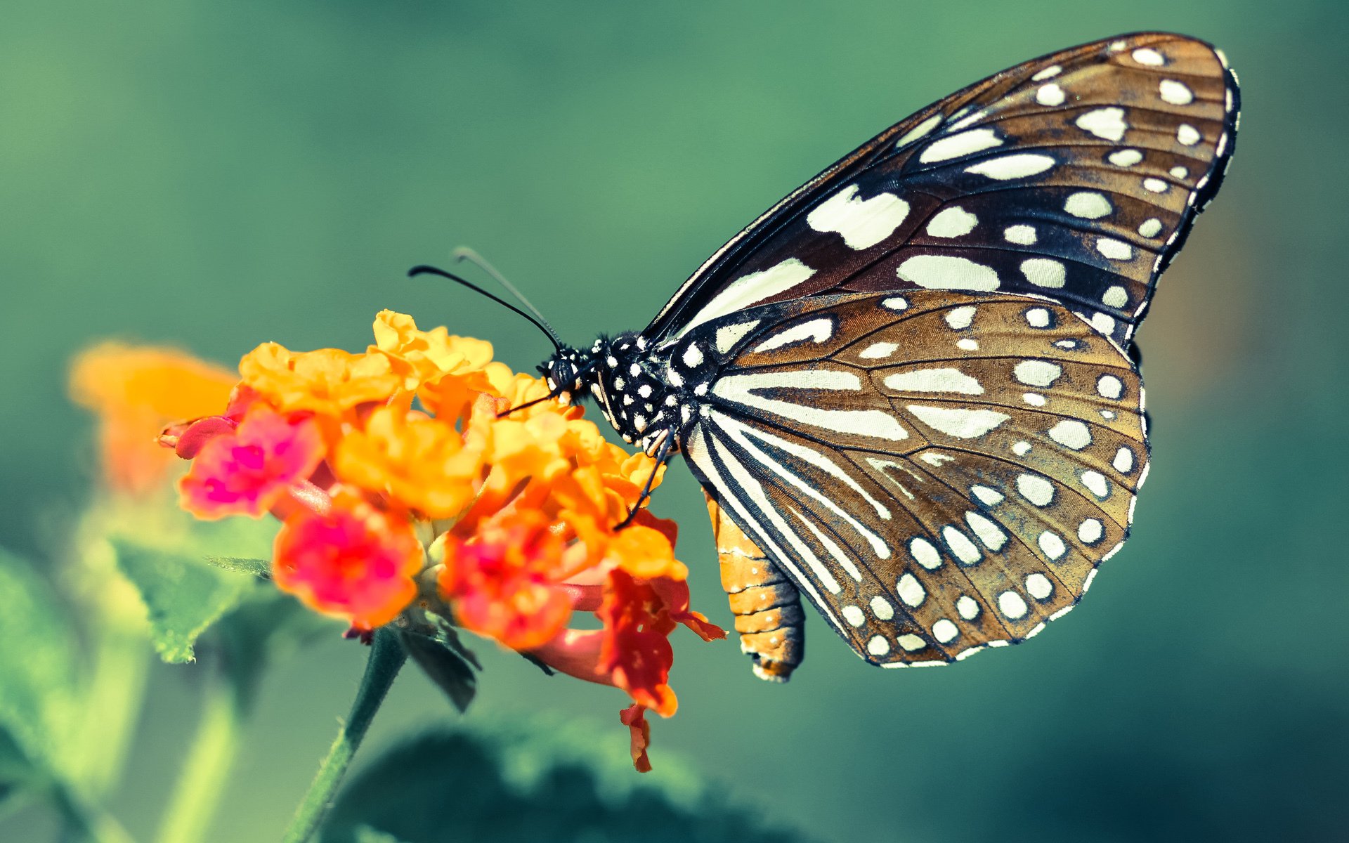 Kaiyun(中国)开云-英超球队在密集赛期运行高压恢复鱼池疗法