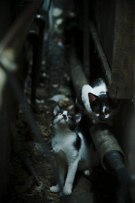 青少年运动健康评估,青少年运动等级评测有什么用