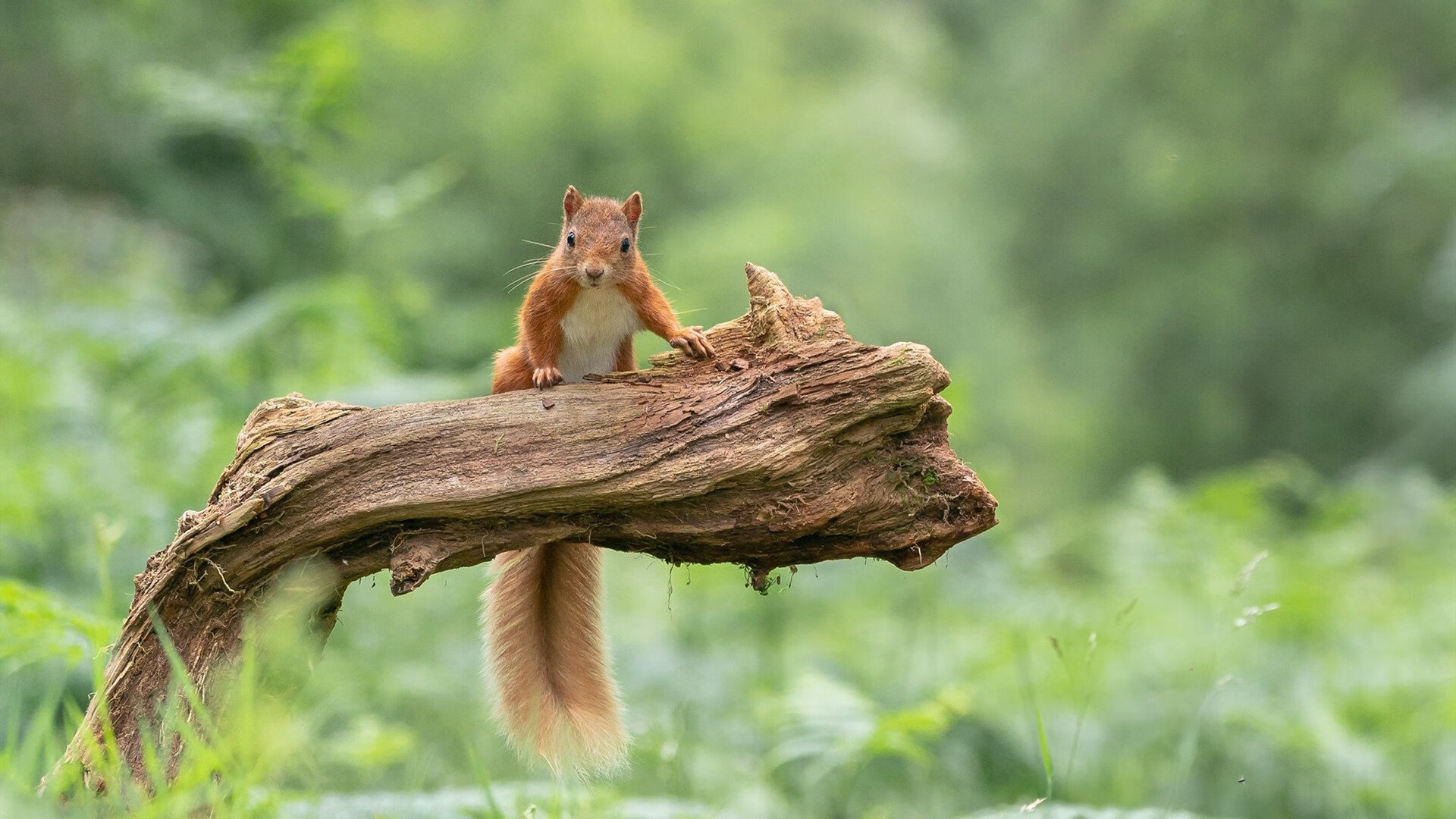 kaiyun.com-“宽板滑水：东三叉湖赛场掀起水上运动新风潮”