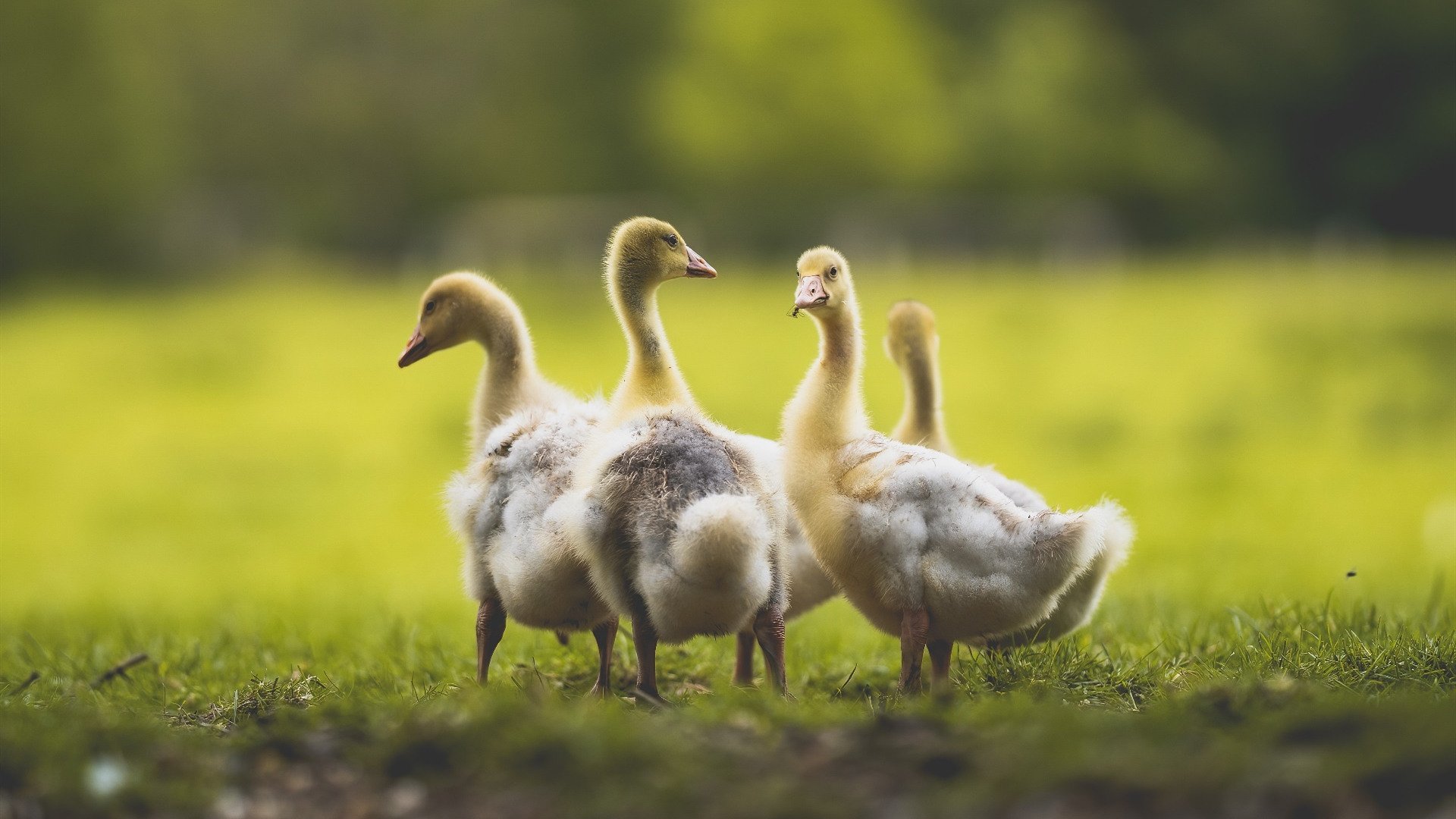 快节奏比赛中是否需简化战术执行内容,快节奏体现在哪些方面