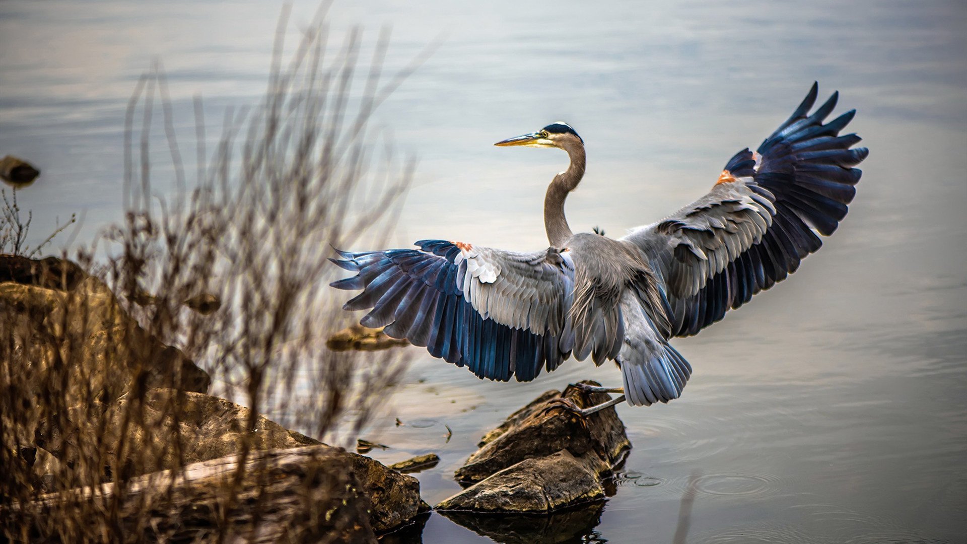 直播技术突破提升赛事观赏性,直播技术怎么实现