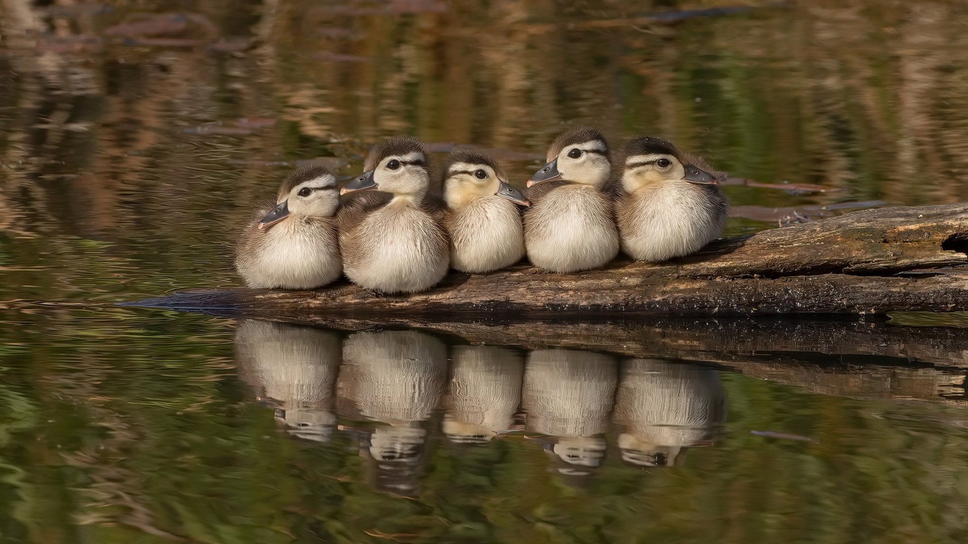 kaiyun官方网站-乌拉圭队在国际大赛中展现强大实力