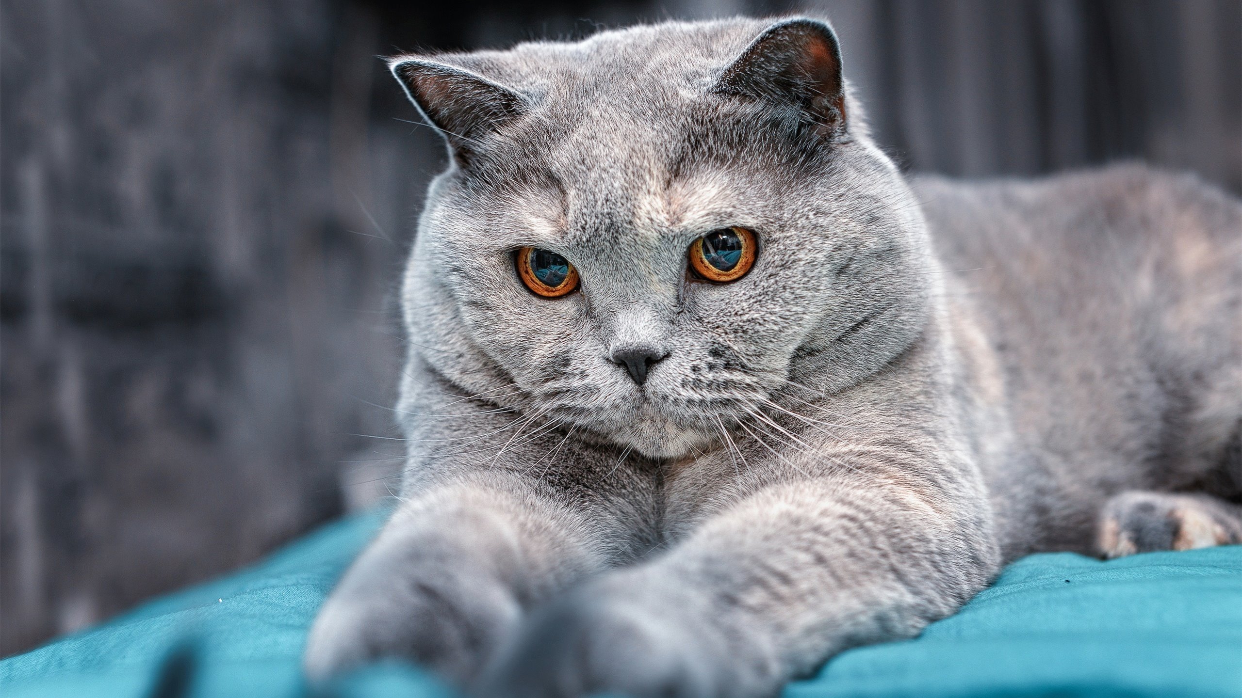 南非羚羊队：其强大防守与快速反击让对手难以应付，南美羚羊