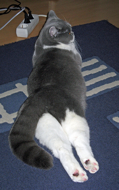 开云官方网页登录-南非女泳将再掀蛙泳风暴，南非女子蛙泳冠军