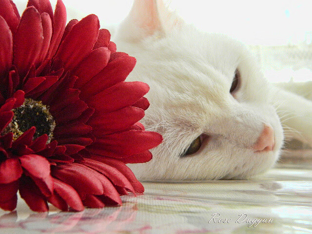 kaiyun官方入口登录-美洲杯媒体报道的态度变化，美洲杯新闻