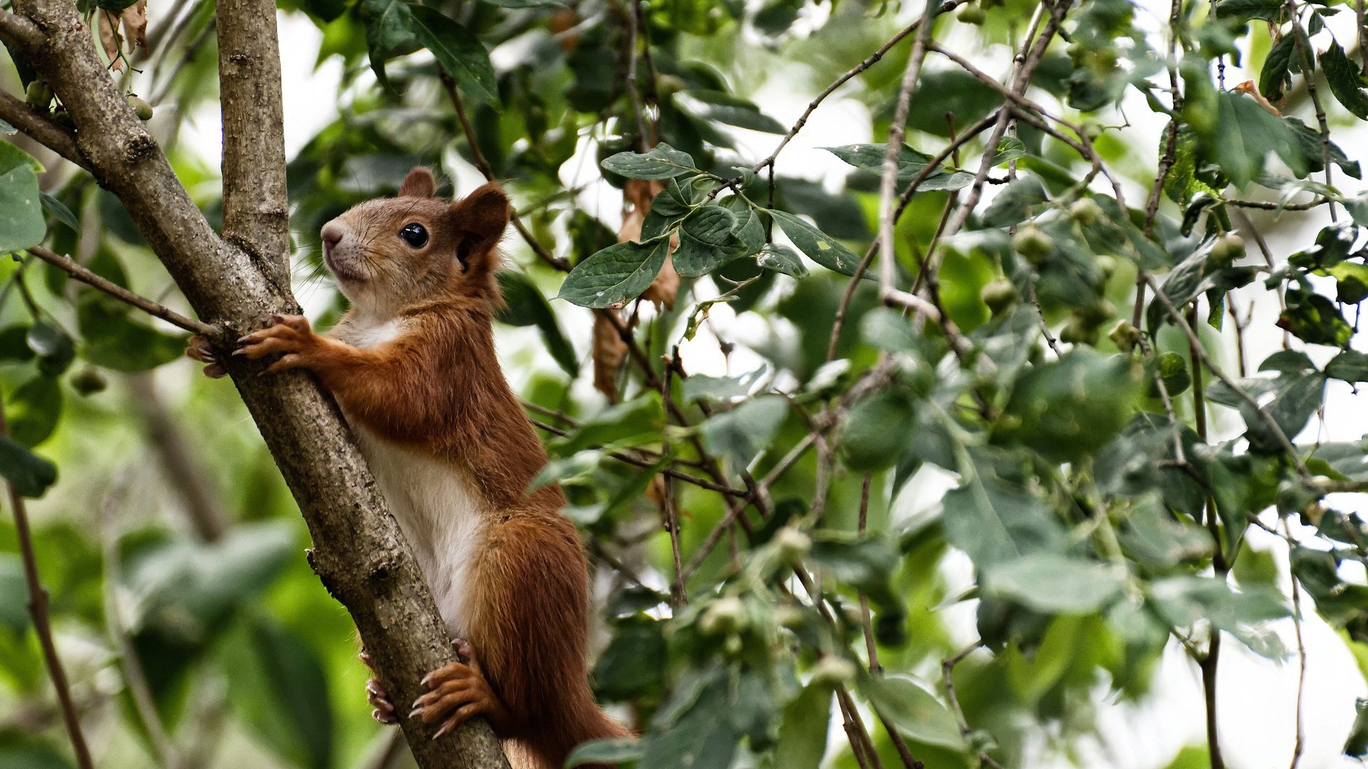 蛙泳项目朝鲜保持强势，蛙泳最新技术视频