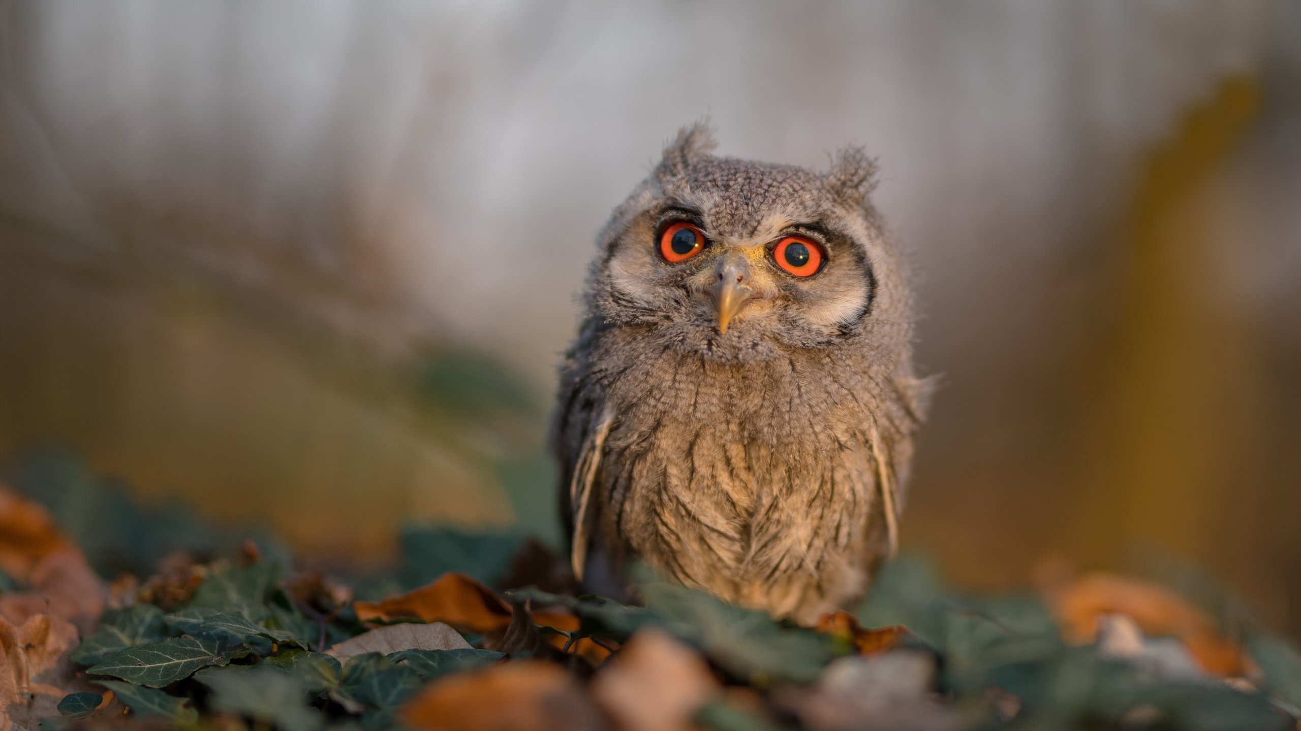 高校校园足球联赛成为输送人才重要渠道，2021高校足球联赛